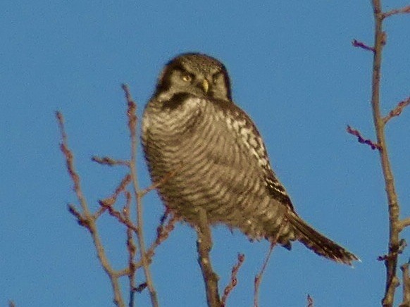 Northern Hawk Owl - ML613599728