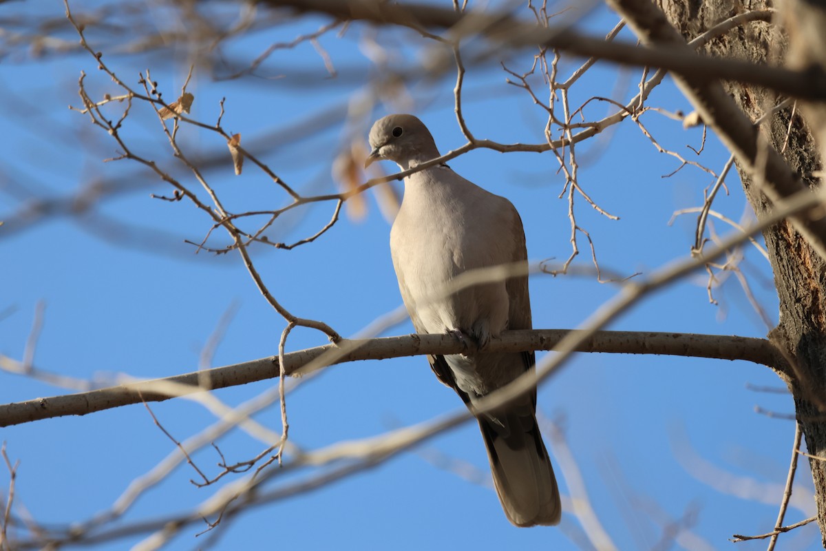 灰斑鳩 - ML613599758