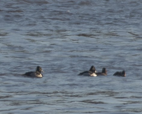 Ring-necked Duck - ML613599771