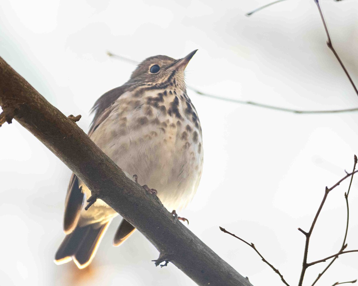 Hermit Thrush - ML613599775