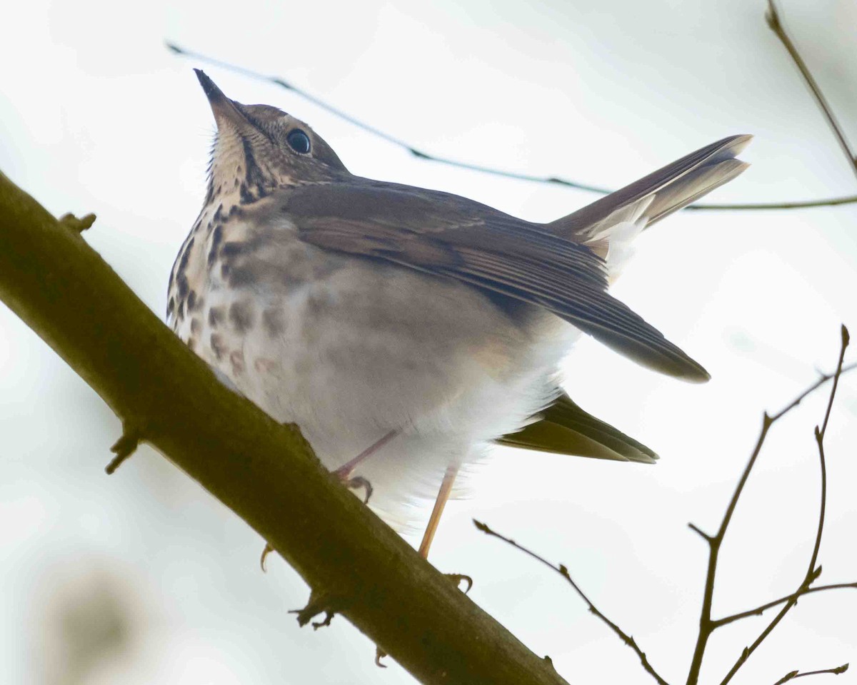Hermit Thrush - ML613599776
