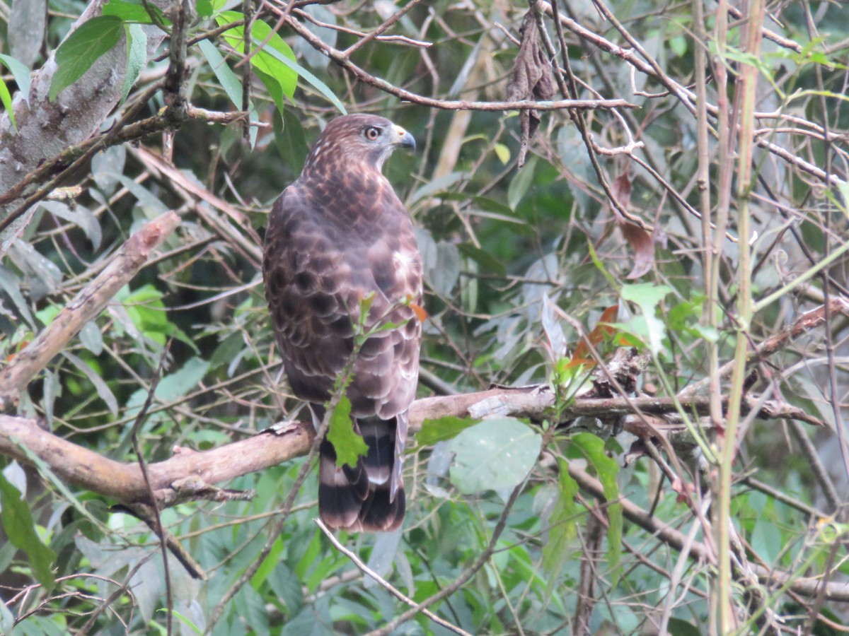 Broad-winged Hawk - ML613599798