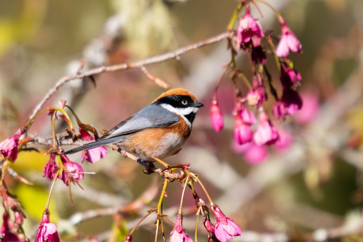 Black-throated Tit - ML613599808