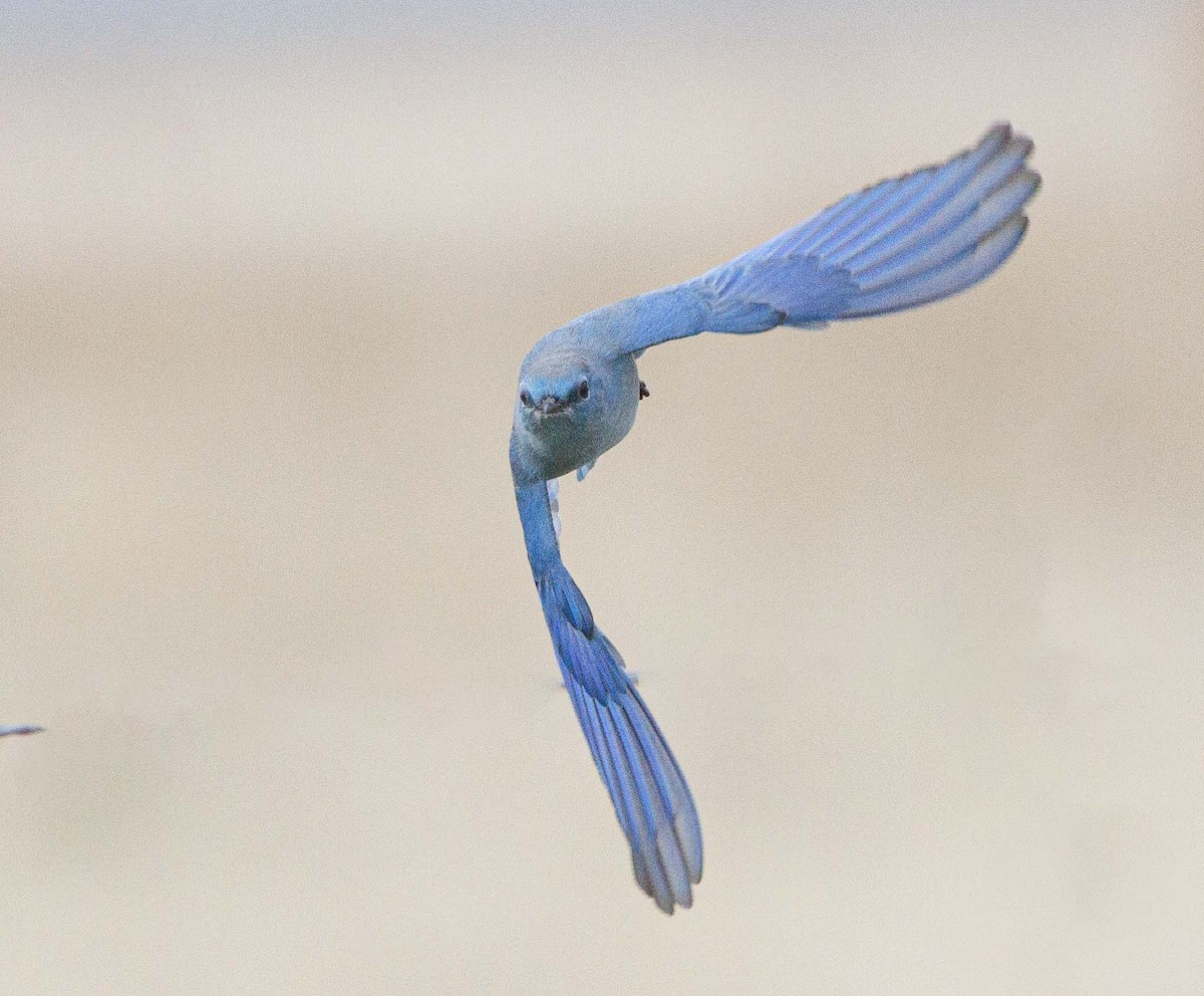 Mountain Bluebird - Jeffrey Barnum