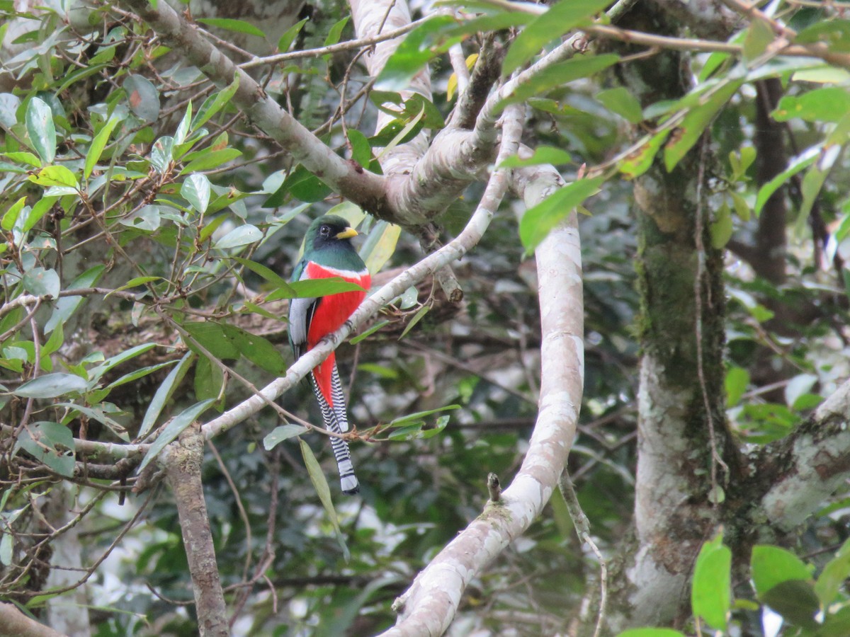 trogon límcový - ML613599885