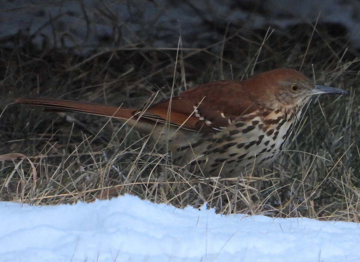 drozdec hnědý - ML613599930