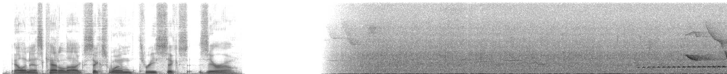 Rufous-tailed Antthrush - ML61360