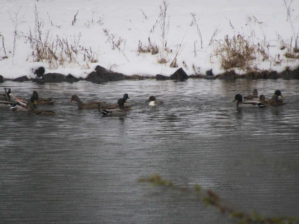 Northern Pintail - ML613600023