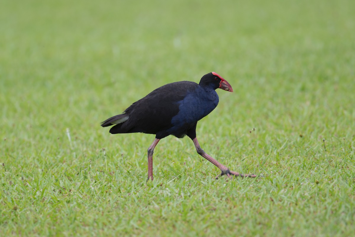 Australasian Swamphen - ML613600041