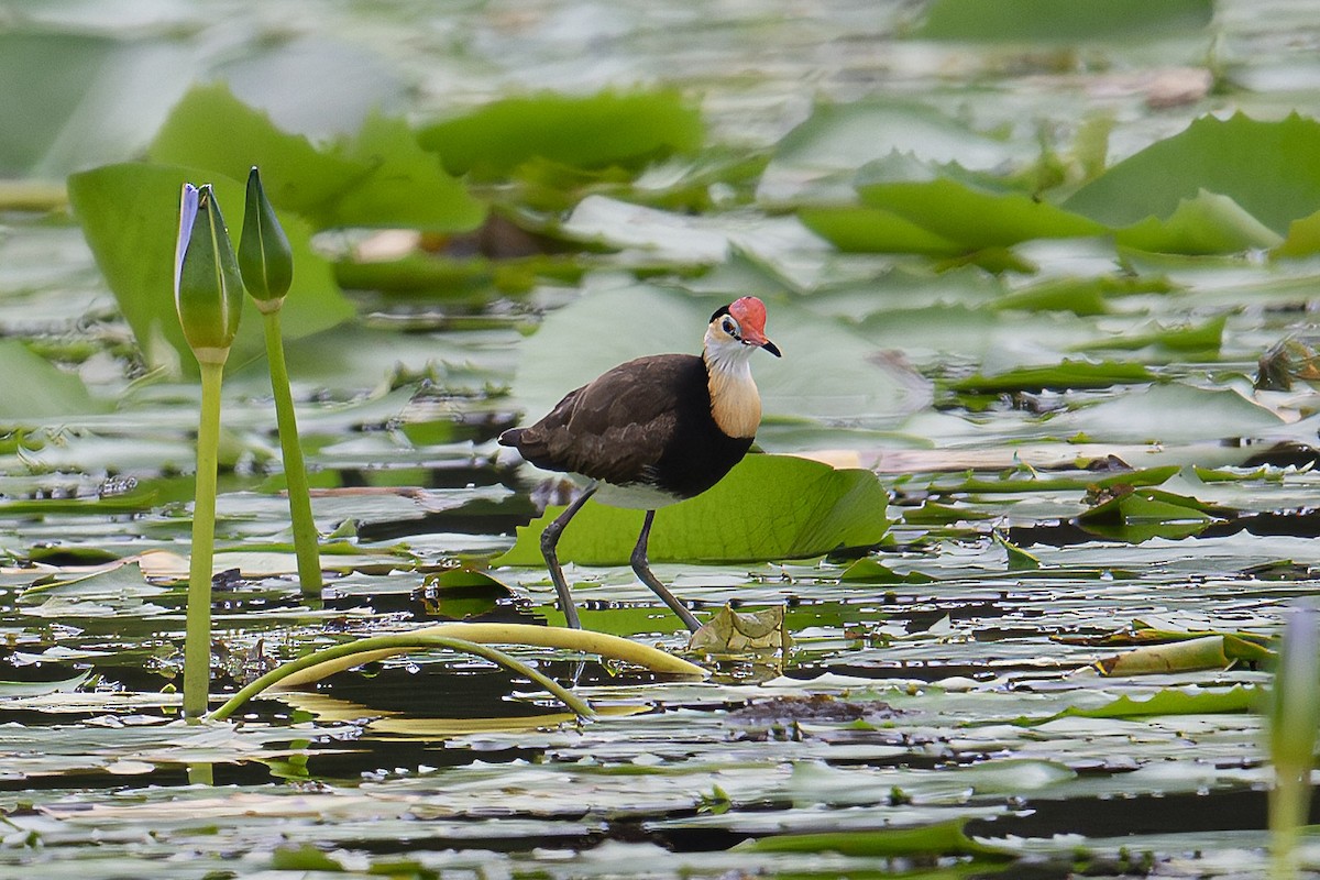 Comb-crested Jacana - ML613600042