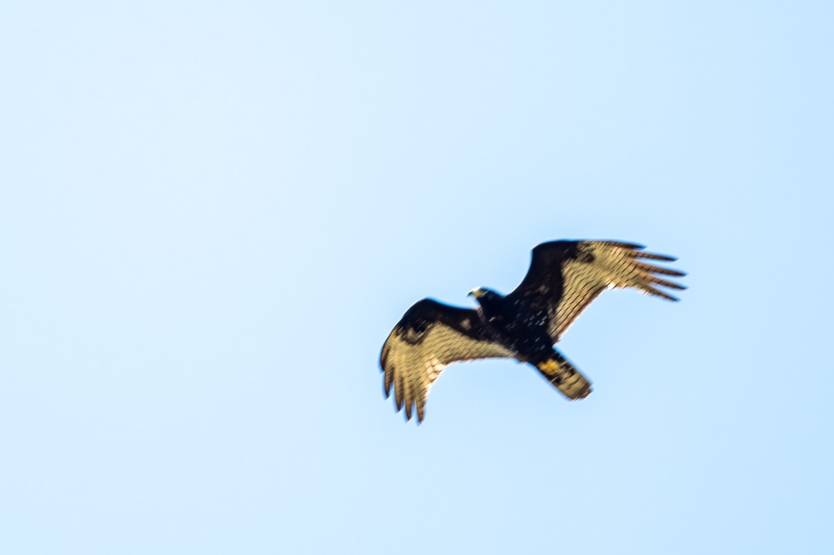 Zone-tailed Hawk - ML613600044