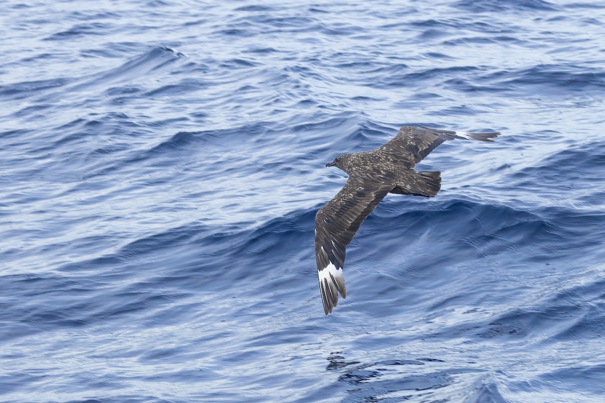 Great Skua - ML613600110