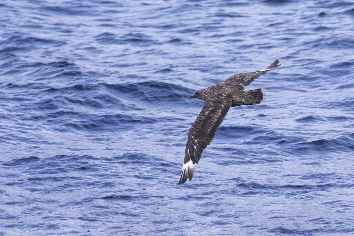 Great Skua - Delfin Gonzalez