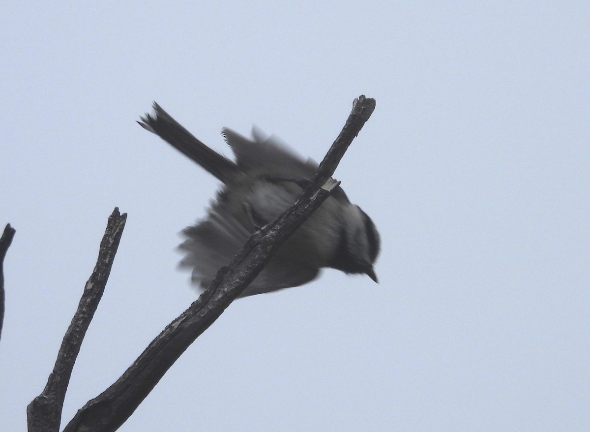 Mountain Chickadee - ML613600147