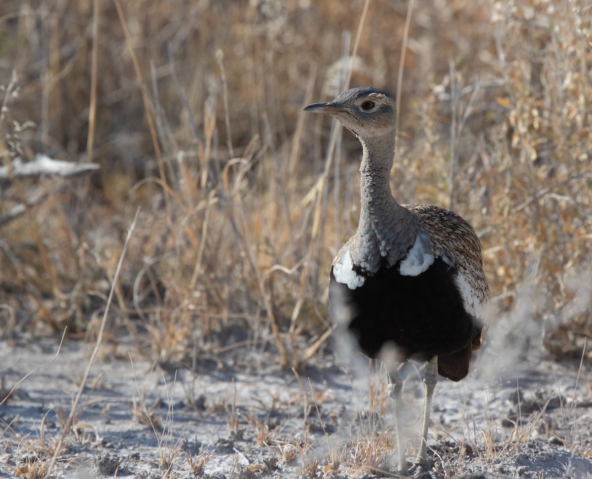 Red-crested Bustard - ML613600151