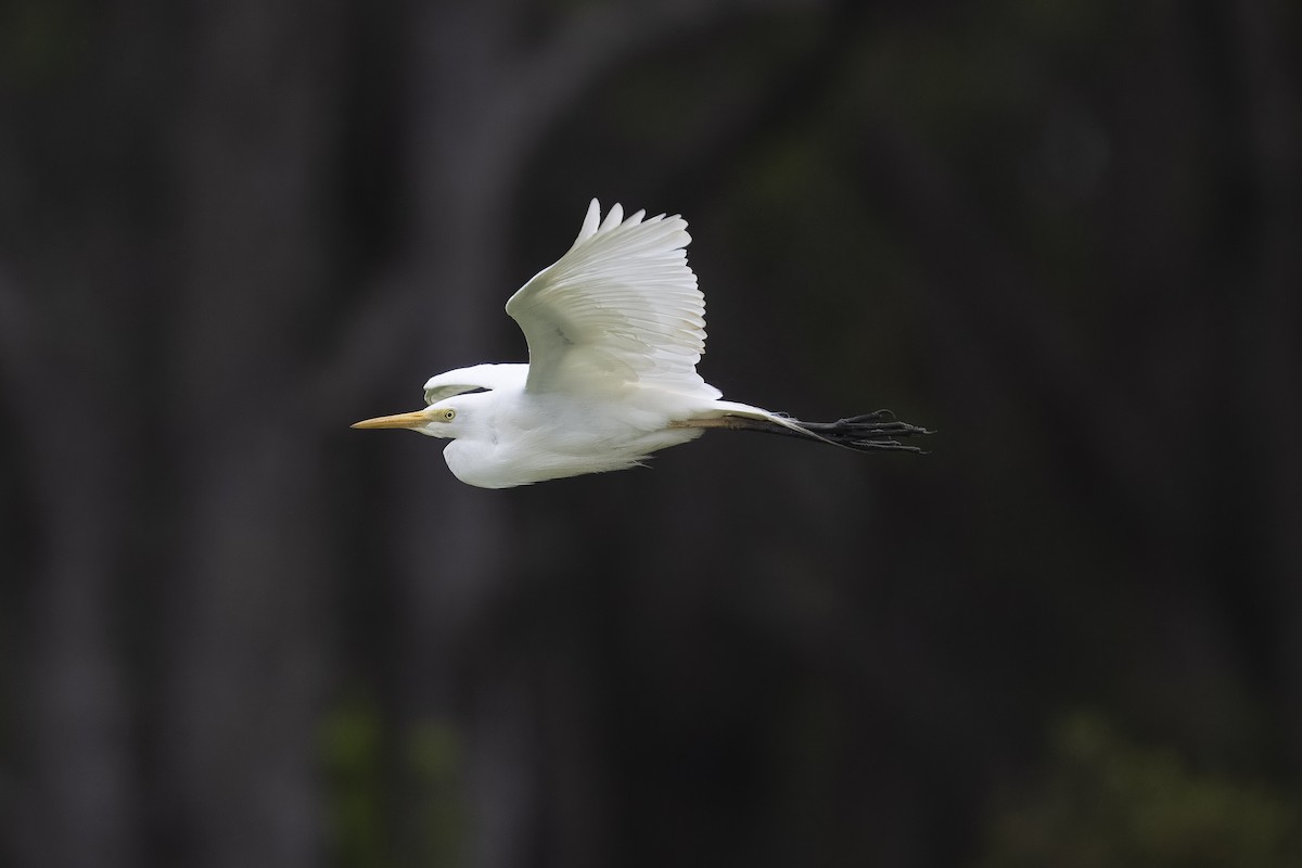 Eastern Cattle Egret - ML613600152