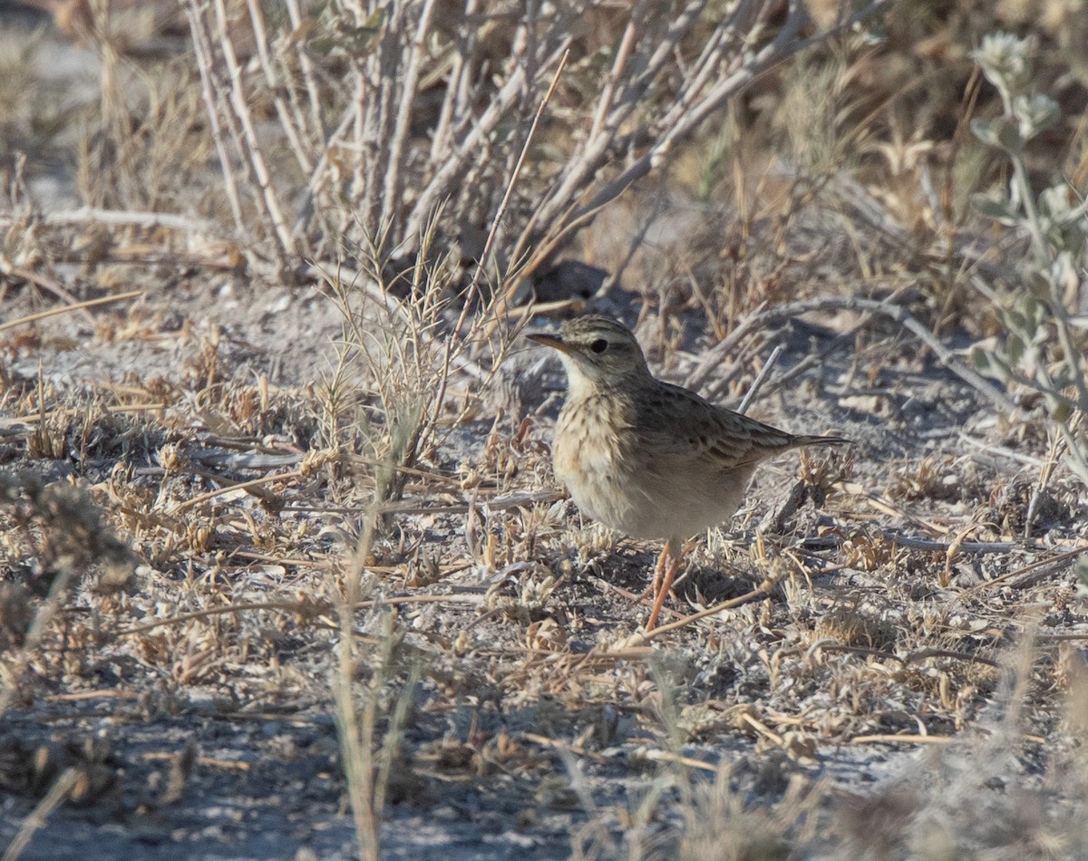 Pipit africain - ML613600163