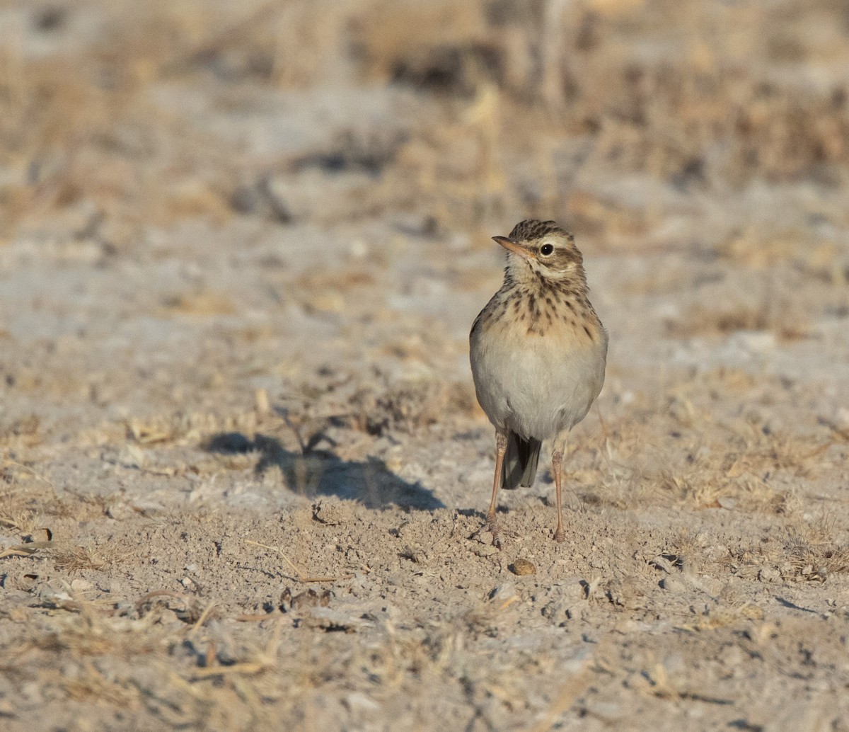 African Pipit - ML613600167