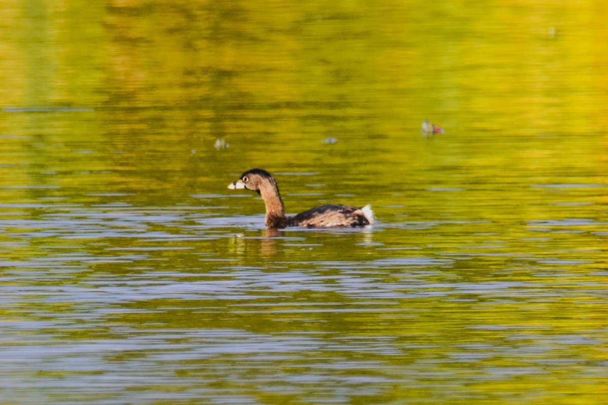 Pied-billed Grebe - ML613600168