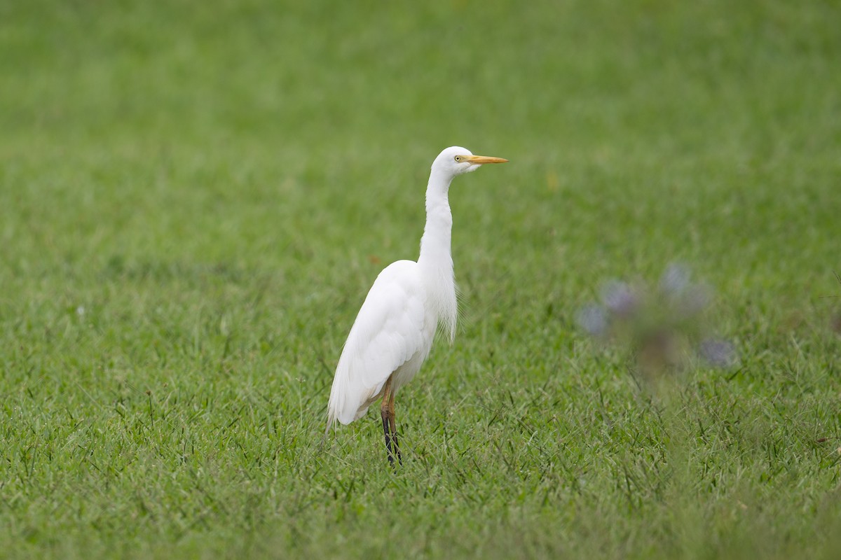 Eastern Cattle Egret - ML613600169