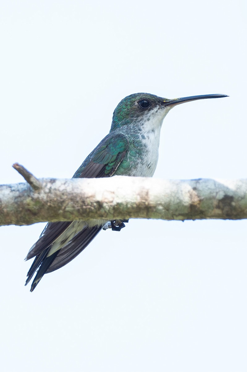 Sapphire-throated Hummingbird - Peter Andrews