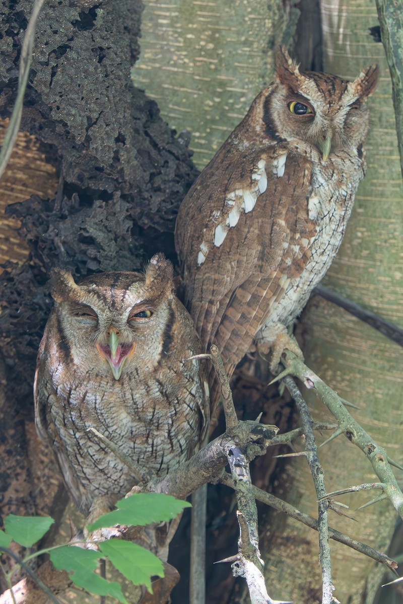 Tropical Screech-Owl - ML613600229