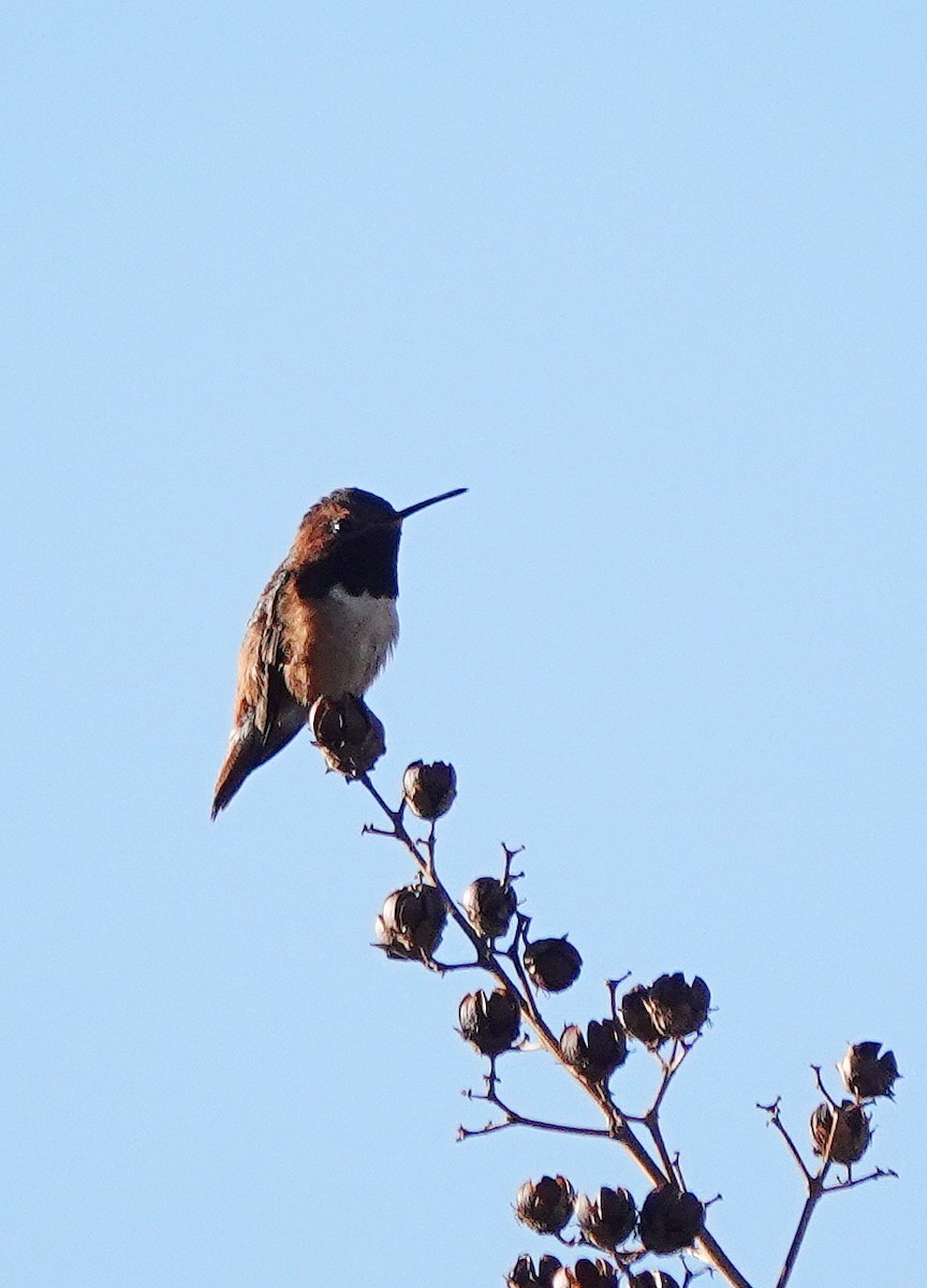 Allen's Hummingbird - Cheryl Carlile