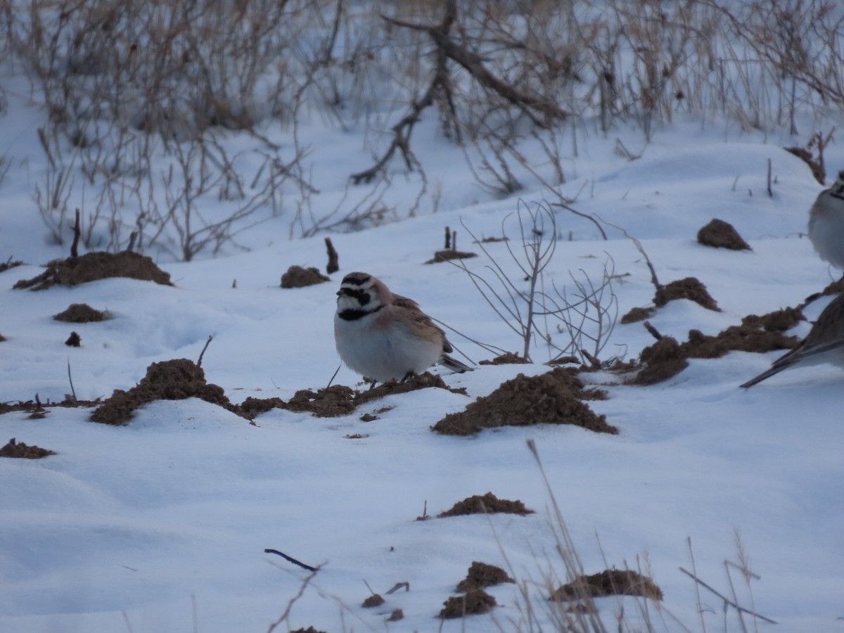 Horned Lark - ML613600408