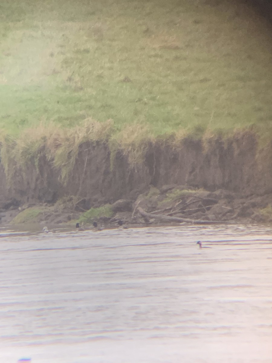 Long-tailed Duck - ML613600532