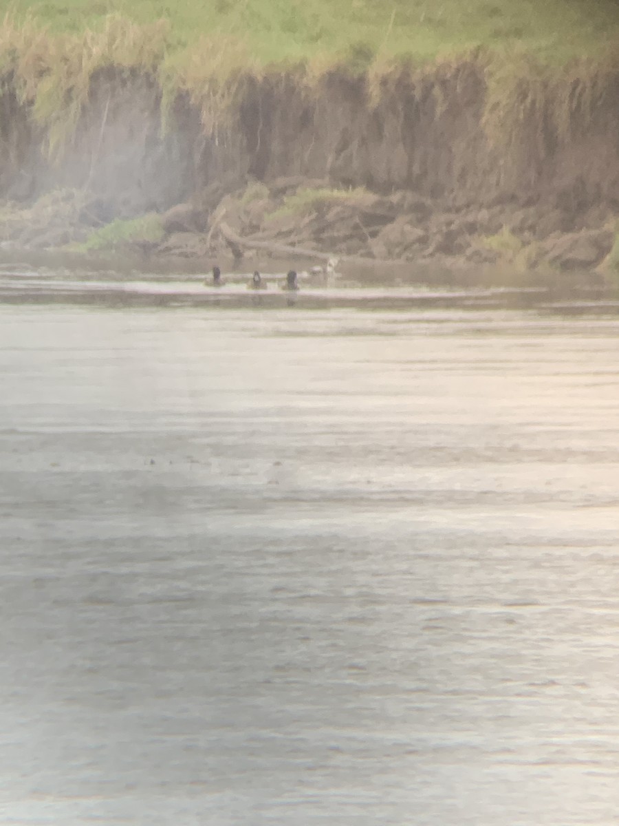 Long-tailed Duck - ML613600533