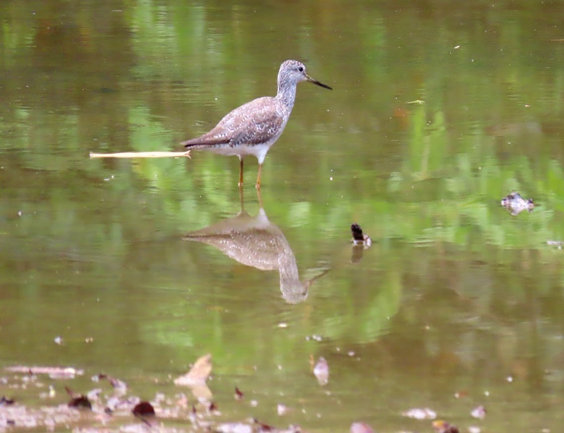 Greater Yellowlegs - ML613600594