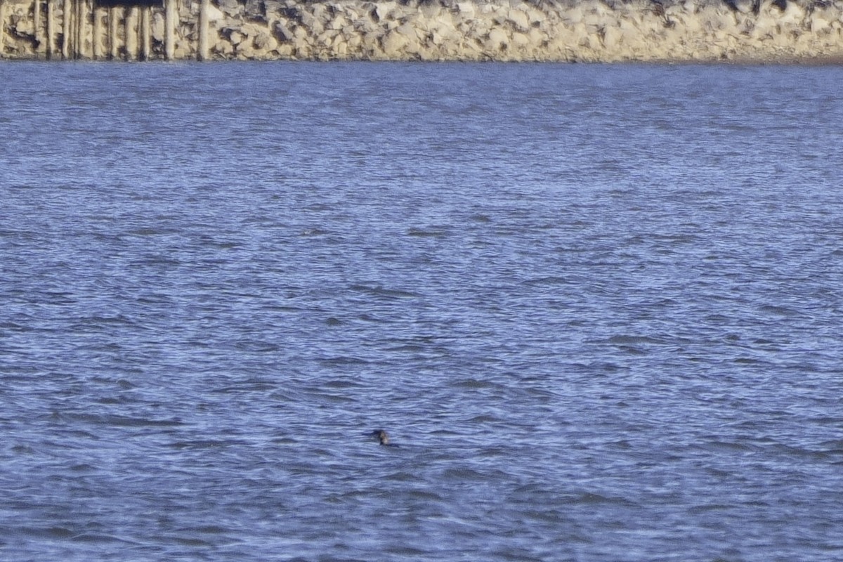 Common Loon - ML613600596