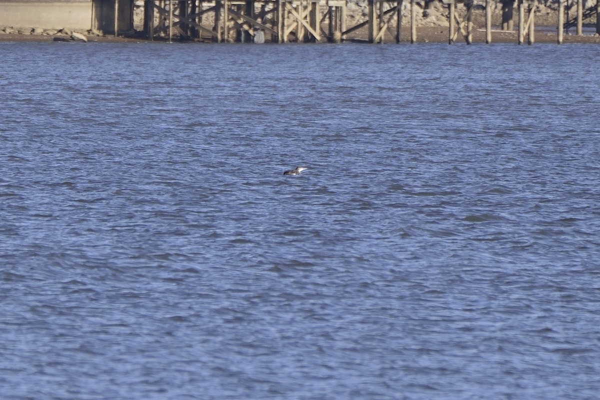 Common Loon - ML613600597