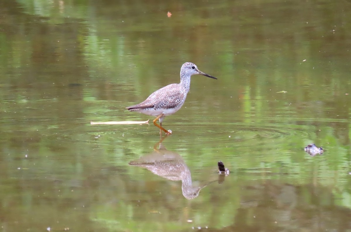 Greater Yellowlegs - ML613600600