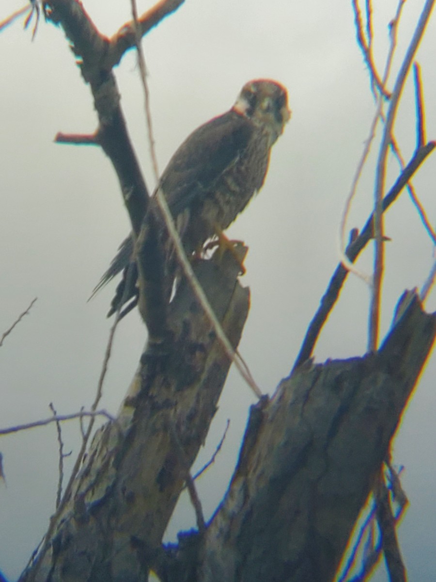 Peregrine Falcon - ML613600617