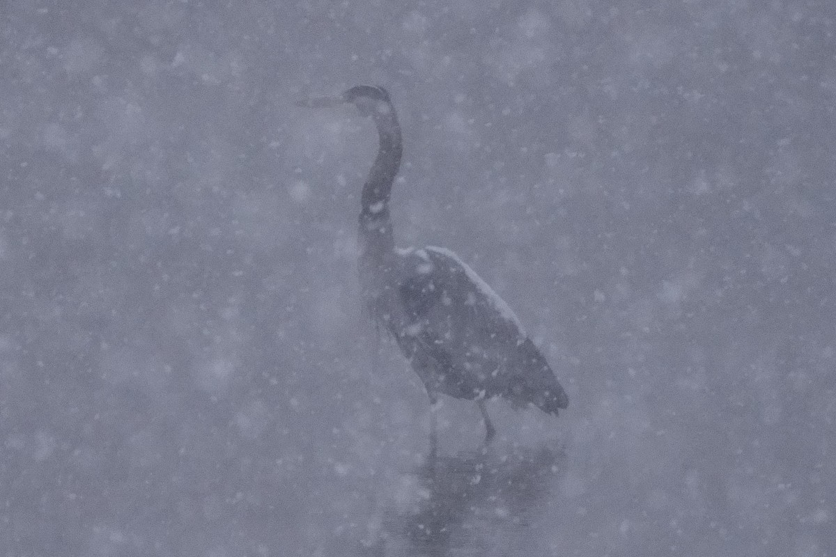 Great Blue Heron - Howard Haysom