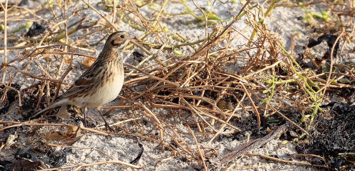 Lapland Longspur - ML613600669