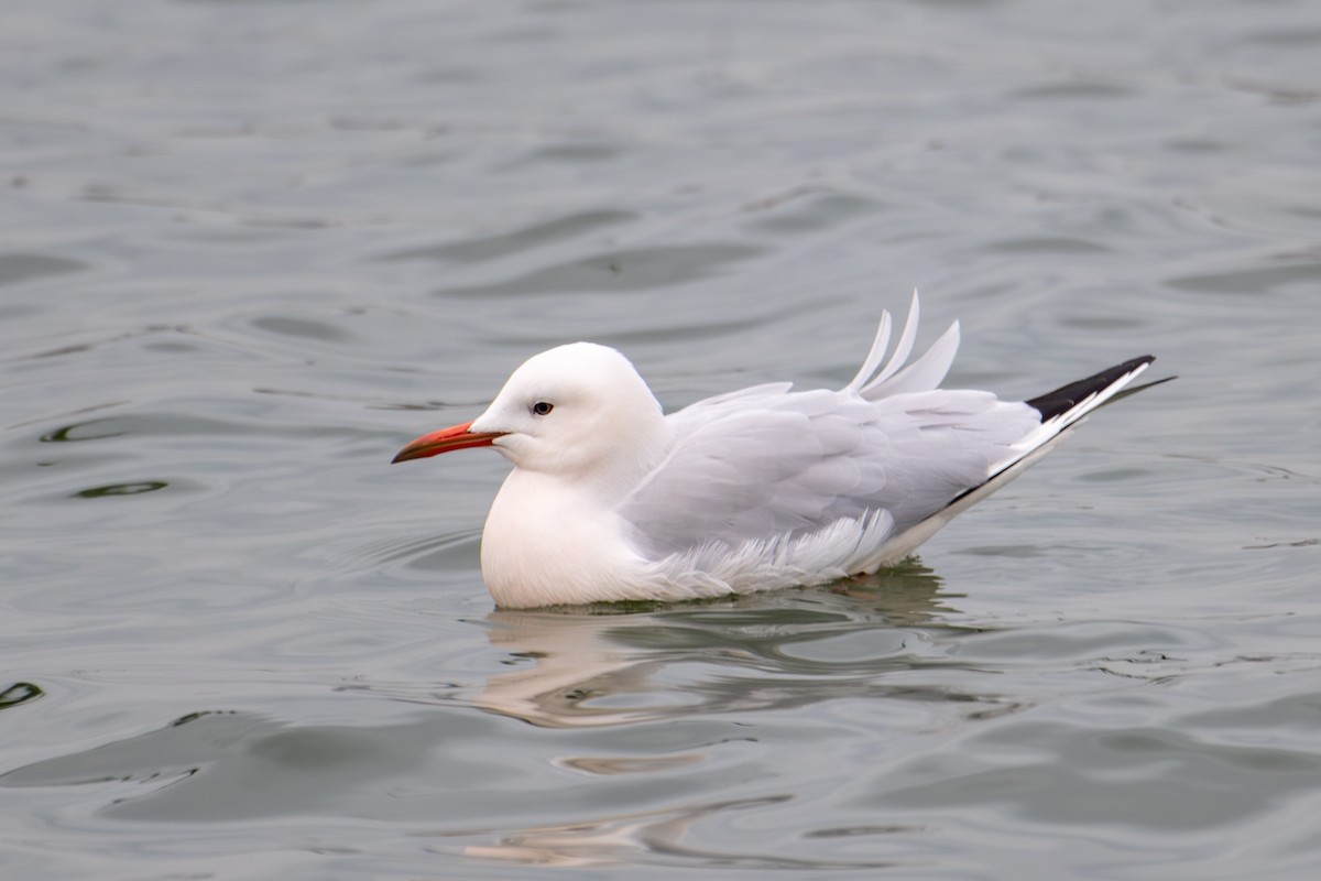 Slender-billed Gull - ML613600690