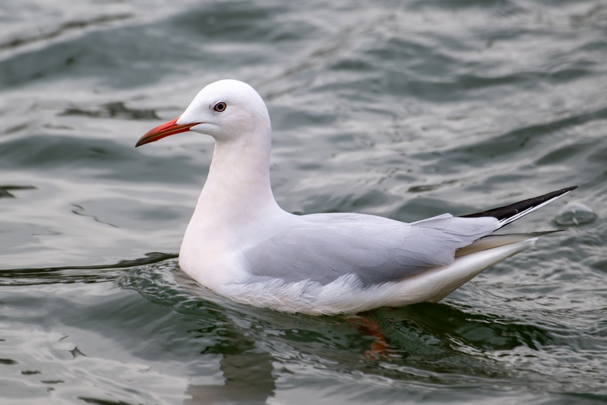 Slender-billed Gull - ML613600691