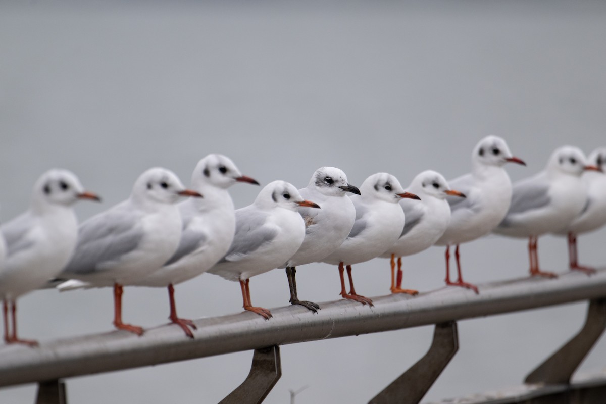 Mediterranean Gull - ML613600696