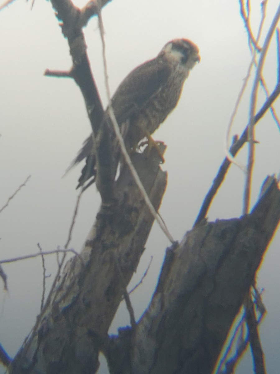 Peregrine Falcon - ML613600697