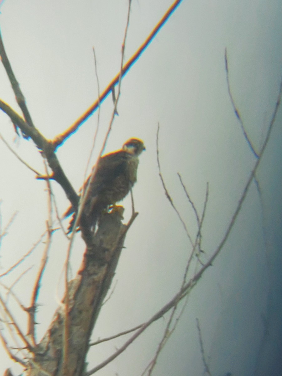 Halcón Peregrino - ML613600700