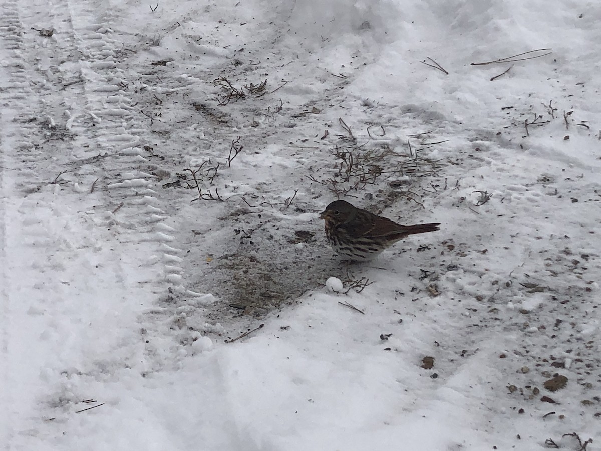 Fox Sparrow - ML613600707