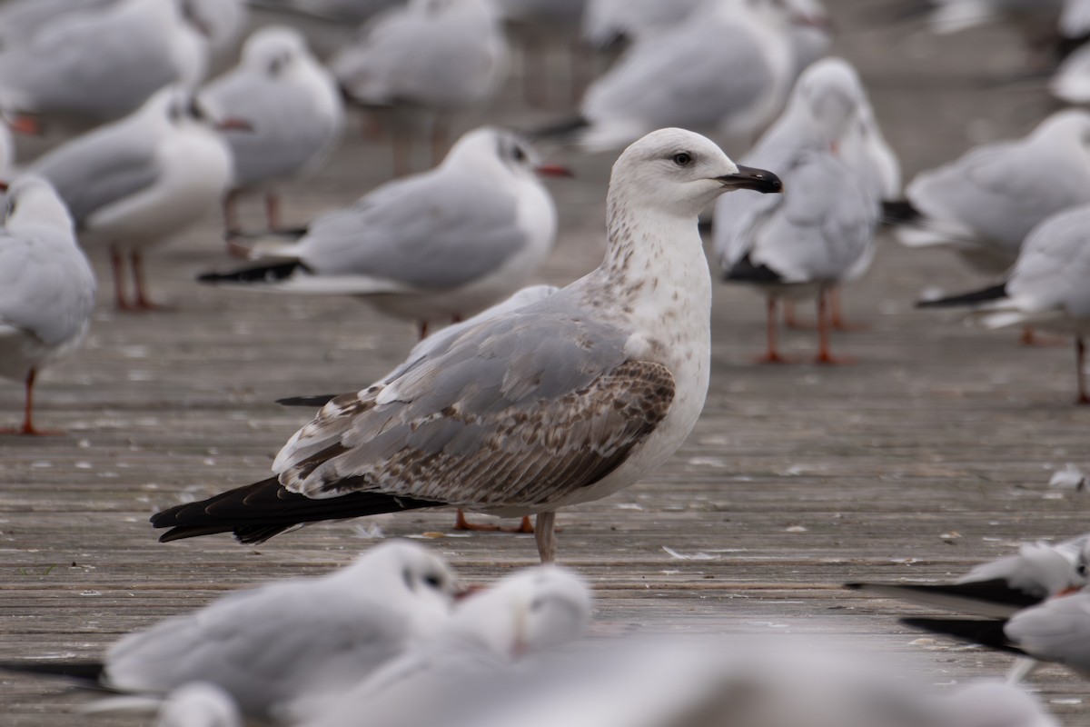 Yellow-legged Gull (michahellis) - ML613600716