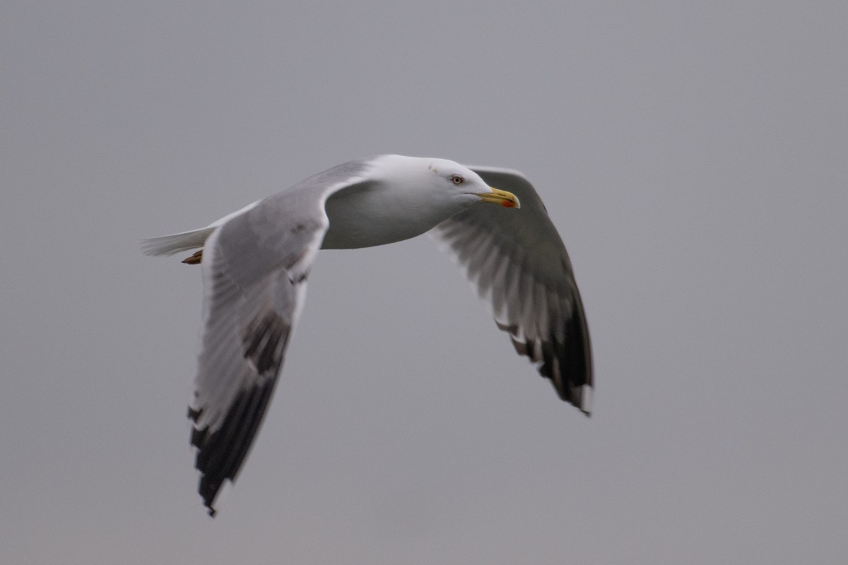 Yellow-legged Gull (michahellis) - ML613600719