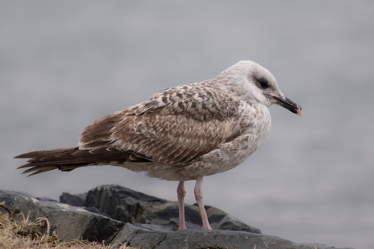 Yellow-legged Gull (michahellis) - ML613600721