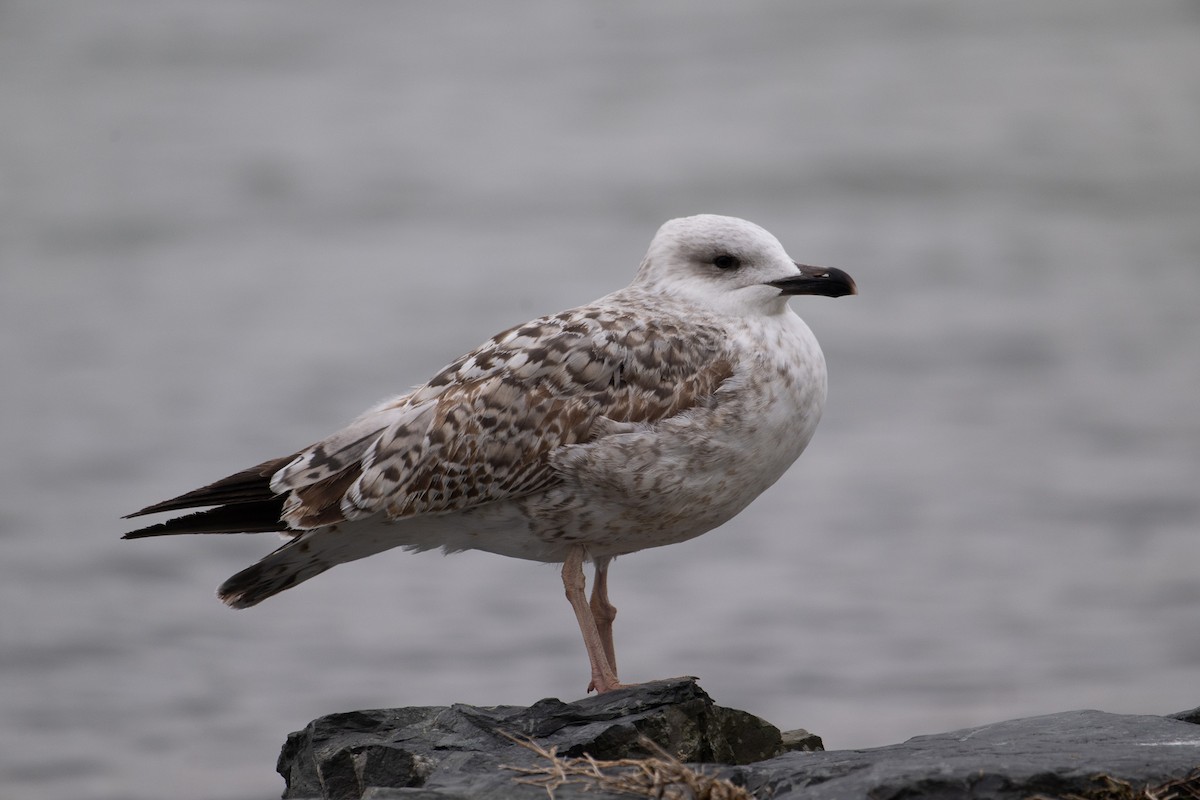 Yellow-legged Gull (michahellis) - ML613600760