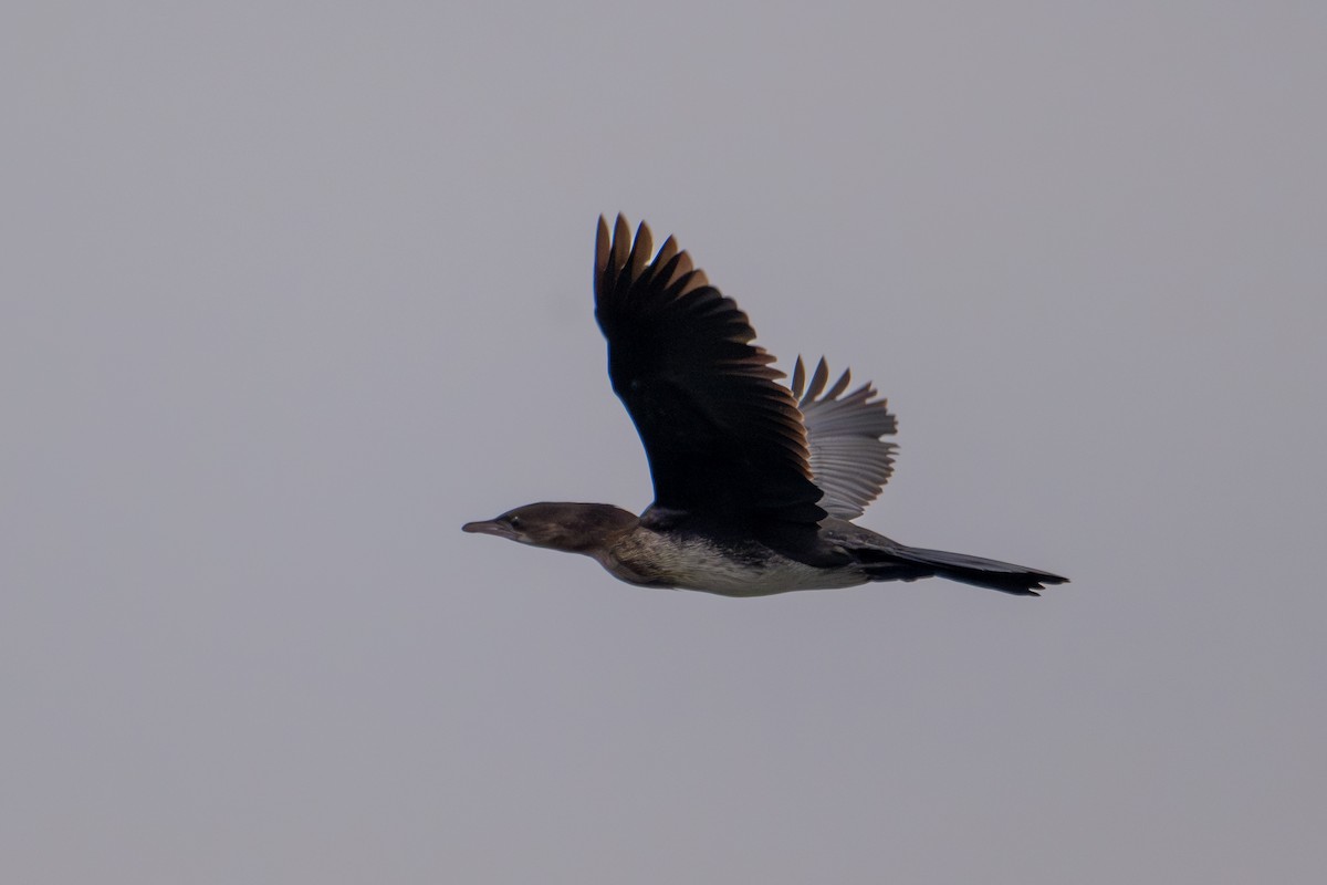 Pygmy Cormorant - ML613600789