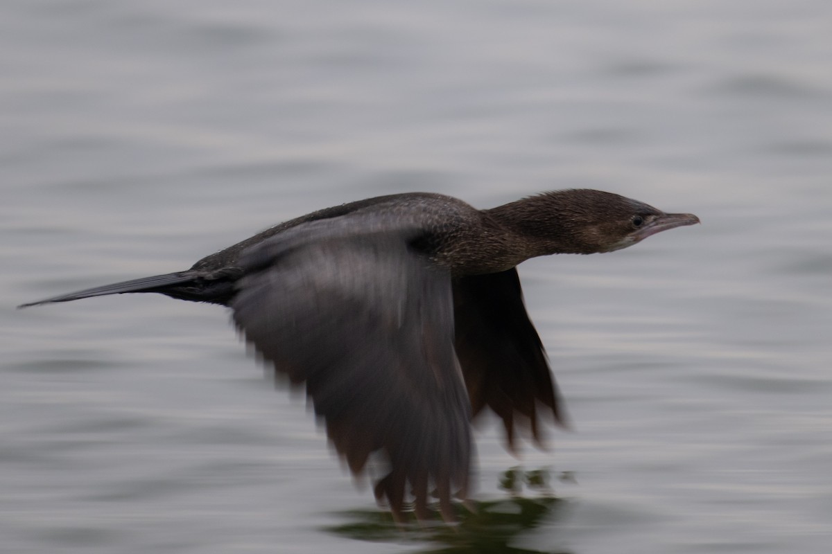 Pygmy Cormorant - ML613600790