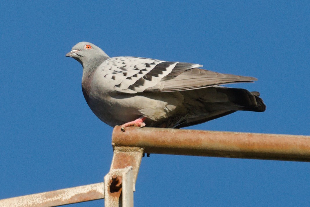Rock Pigeon (Feral Pigeon) - ML613600901